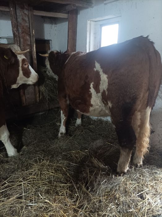 Vând 3 junici  bune