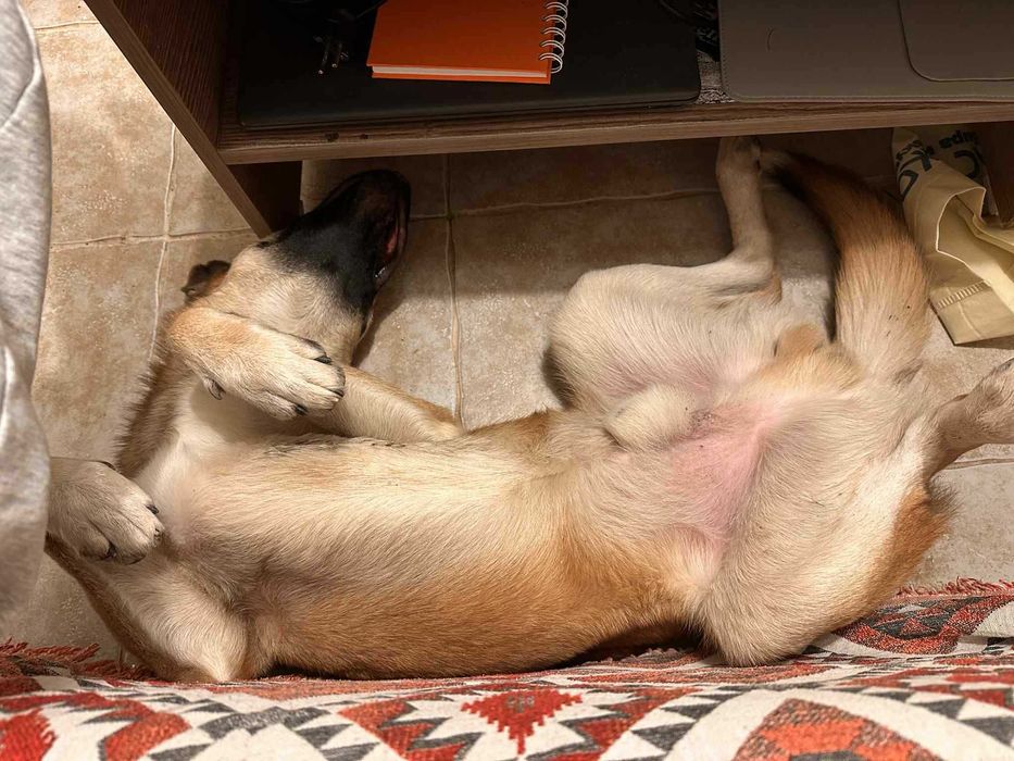 Страхотен Шарено-Очко търси Дом