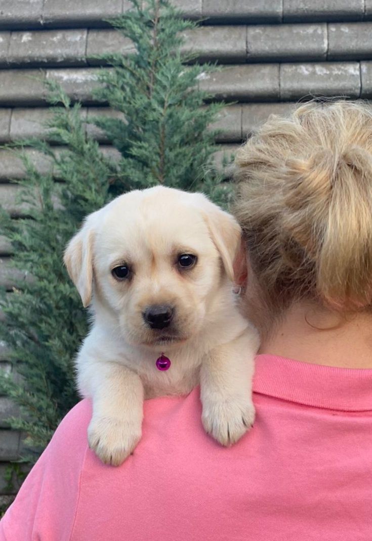 Femela- Pui Labrador Retriever cu Pedigree de Tip A