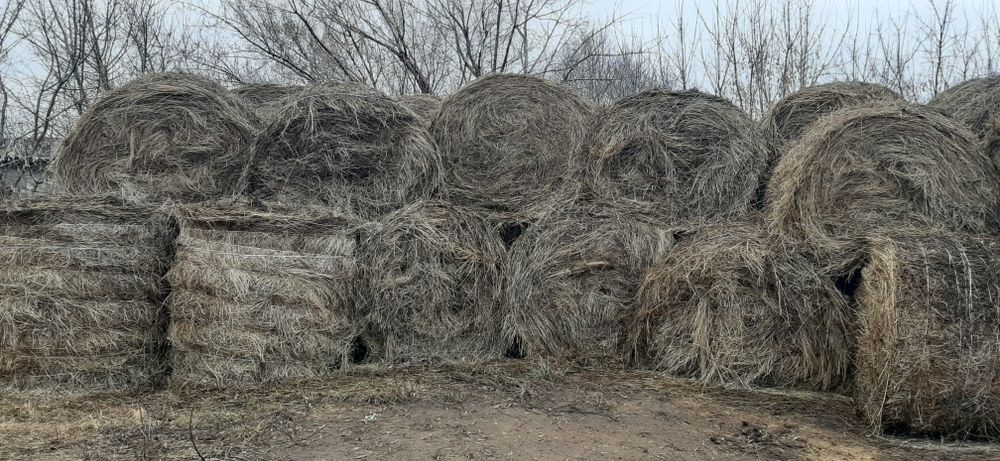 Продам сено в рулонах