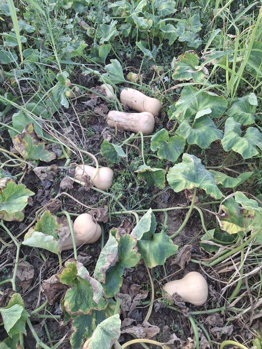 Vănd dovleci proaspeți, dulci și aromati