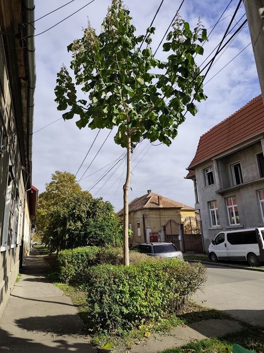 Vând copaci paulownia