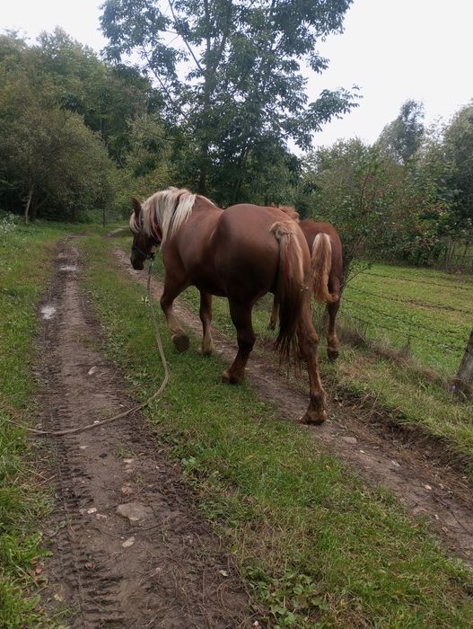 Vând sau schimb cu oi sau vaci iapă de 3 Ani gestantă + mînz de 4 luni