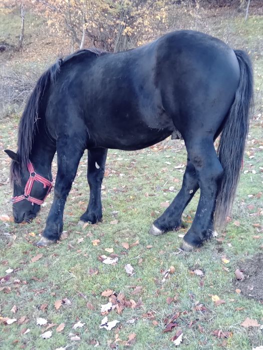Vând armăsar de 1 an și 10 luni