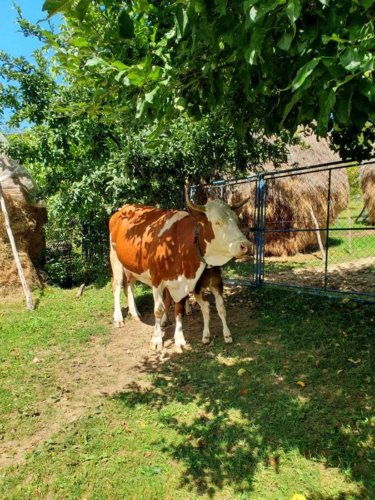 Vând vacă de 6 ani cu vițel