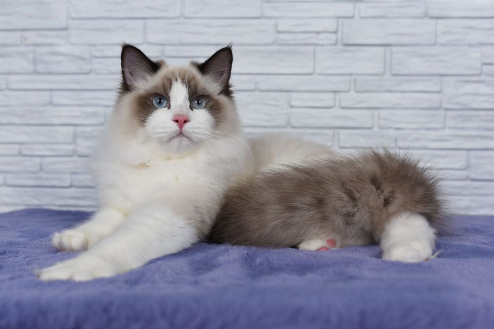 Regdoll  n01 pitomnic