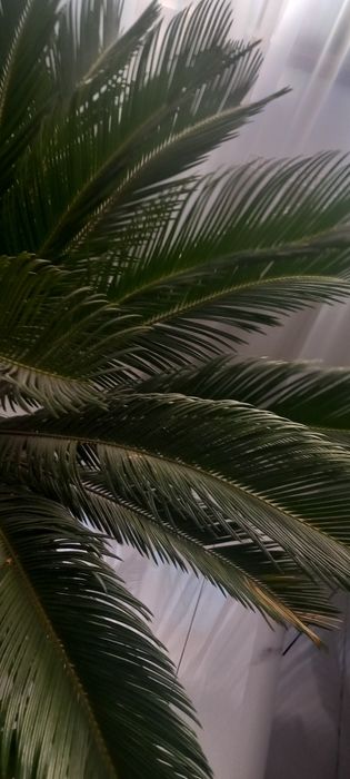 Palmier cicas revoluta japonez exotic