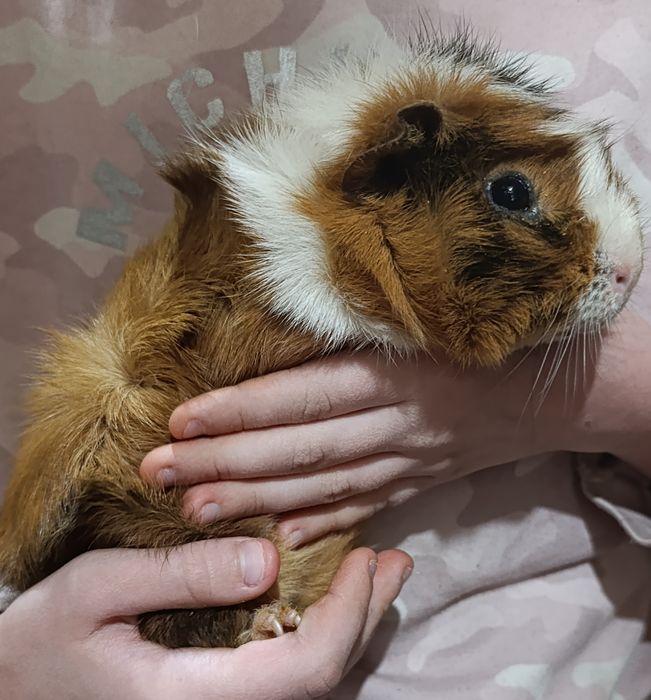 Морская свинка мальчик