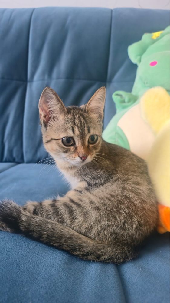 Котонок ищет дом.