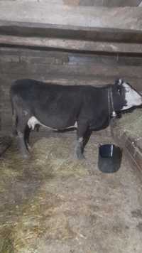Vaca de vânzare cu lapte