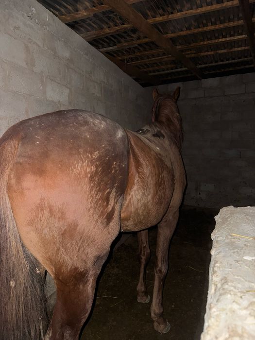 Продается лошад ахалтикинский смеш.