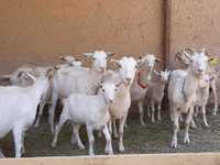 Пародистый таза қанды ешкылер ешкы ешкі коза козы