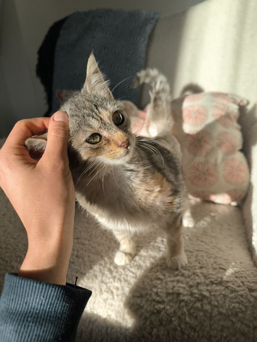 Трицветно женско коте търси дом