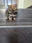 Pomeranian fetita mini