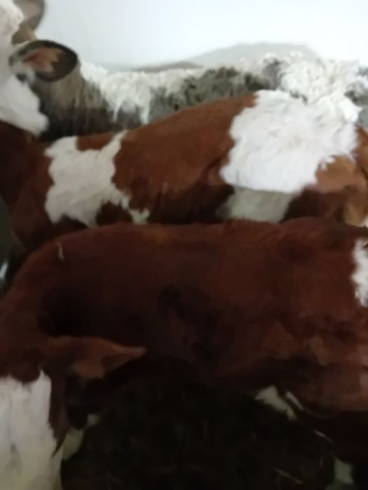 Vitea belgiană și baltate