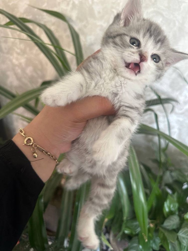 Котята  шиншила хейланд