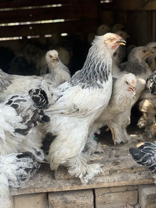 Брамы разного возраста