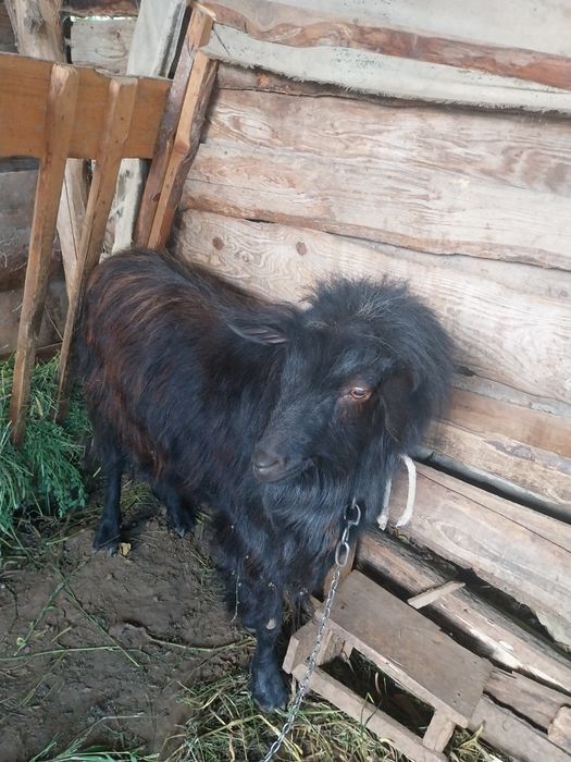 Vând țap de un an