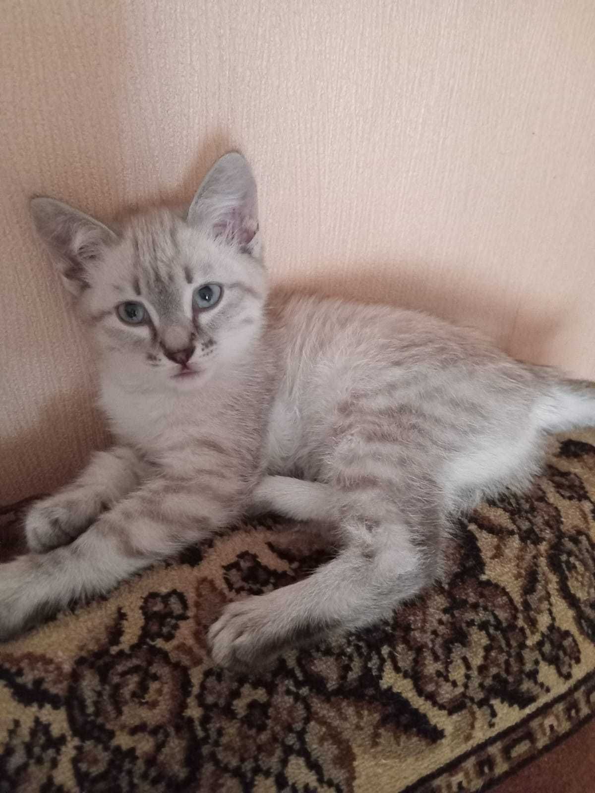 Отдам котенка девочку в добрые руки