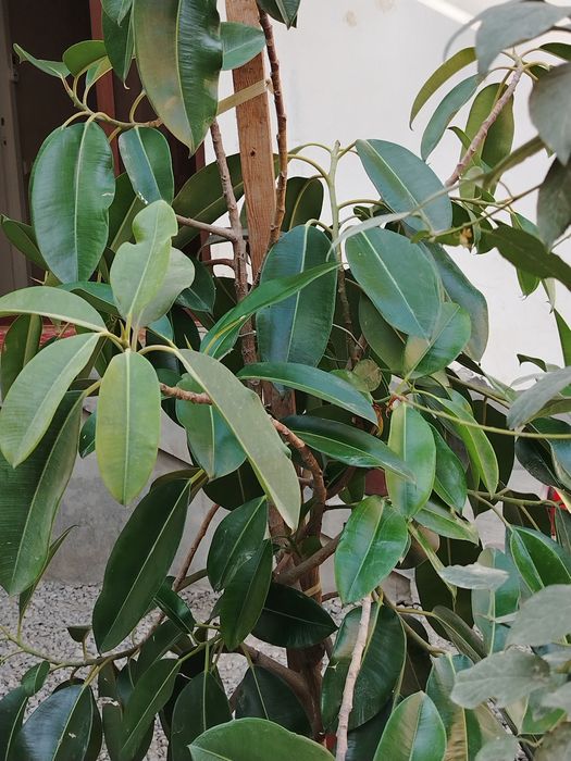 Ficus guli 1. 70 metr