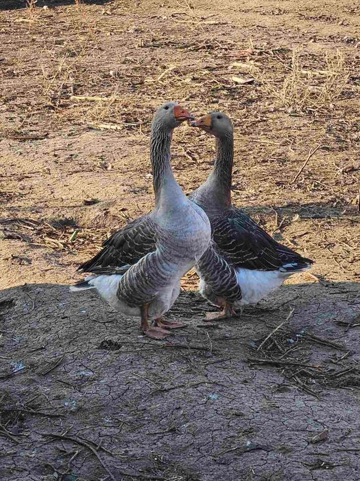 Продавам гъски  и патки