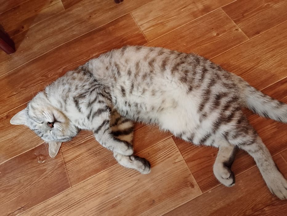 Передержка кошек