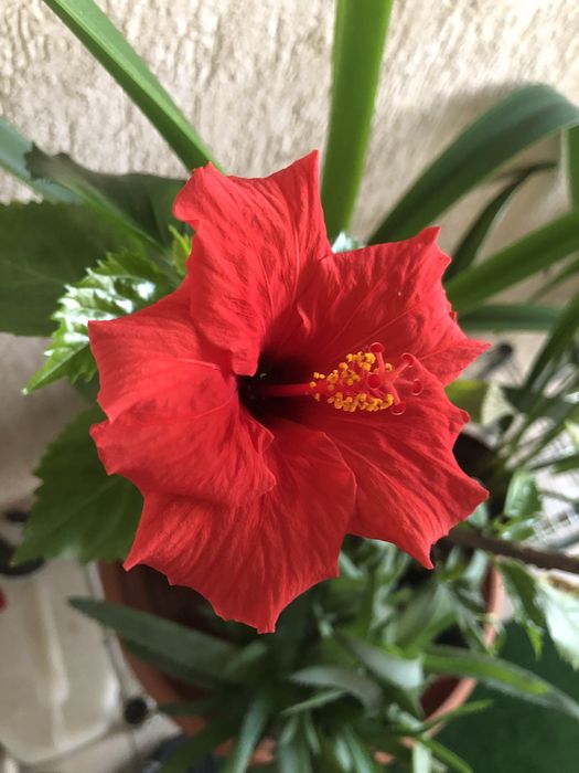 Trandafir japonez rosu