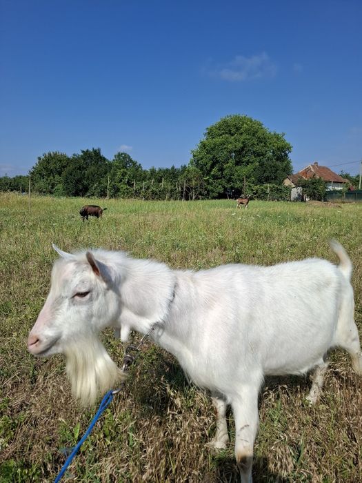 Schimb sannen de doi ani