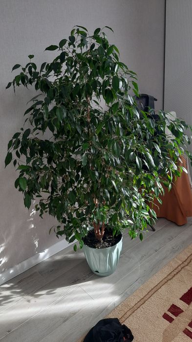 Деревце фикуса. 1.5м