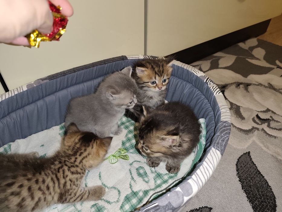 Британские котята