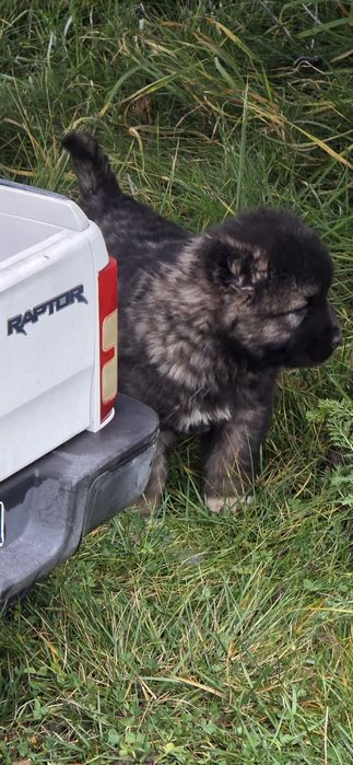 Pui de ciobănesc caucazian.