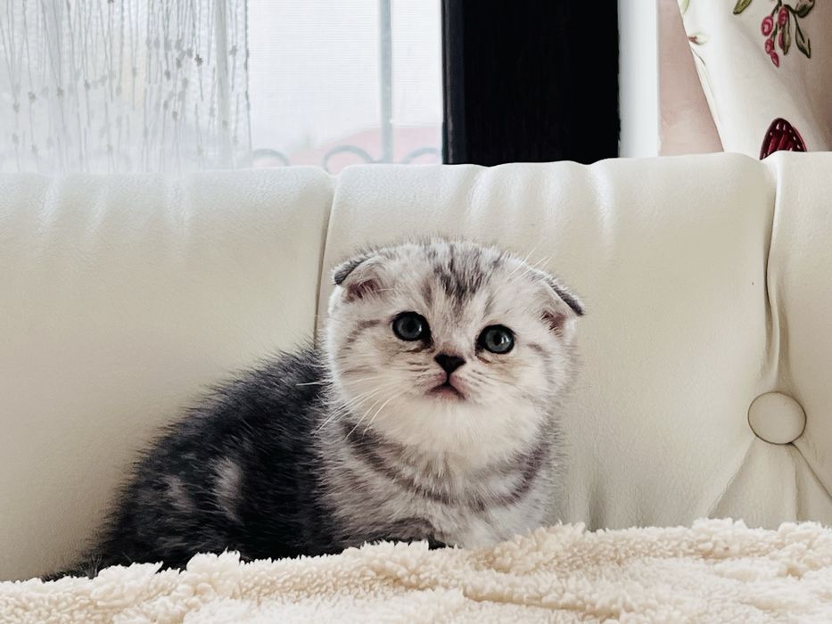 Продаются шотландские котята.Вислоухие котята.Скотиш фолд.