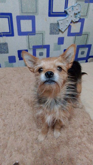 Продаются щеночки Йорка  маленькие