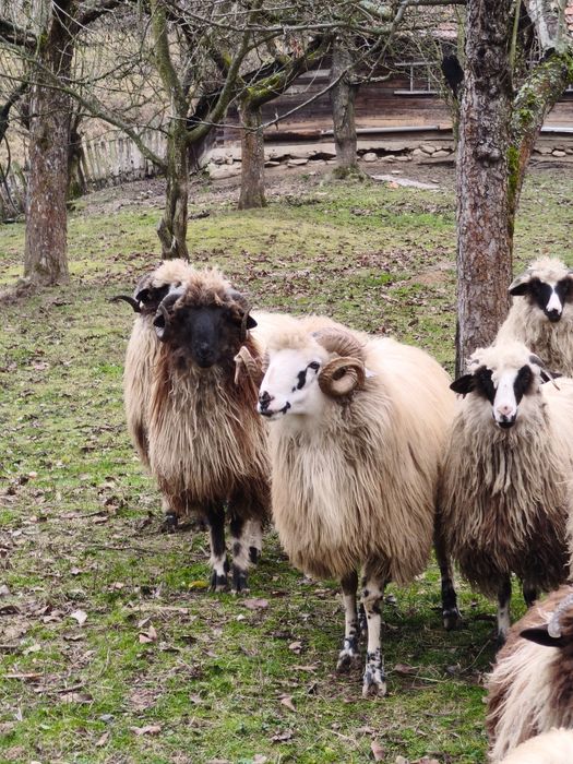 Berbecuti de vanzare