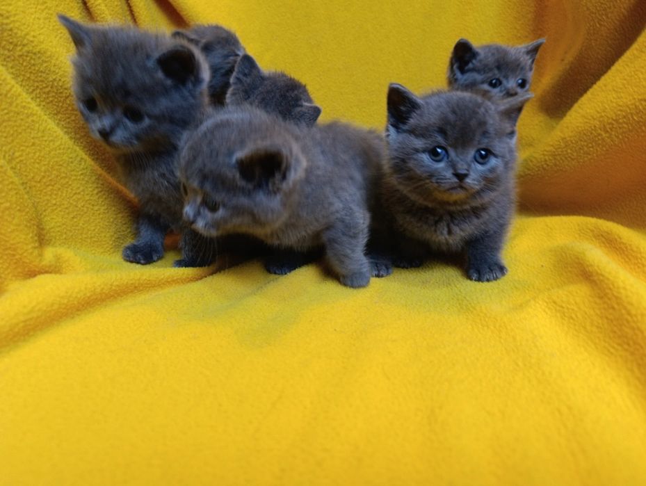 Котета порода Руска синя котка