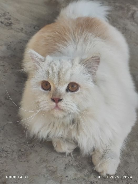 Britian Shinshilla Heyland!!!