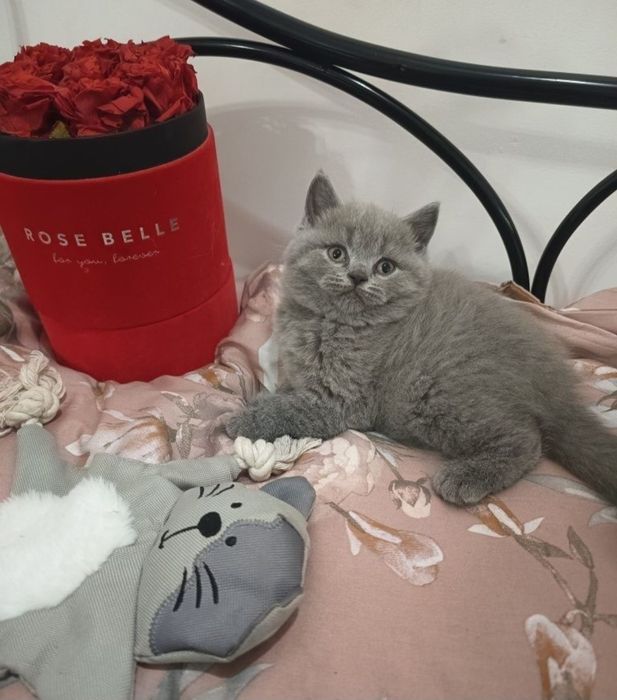 Băiat British Shorthair Blue