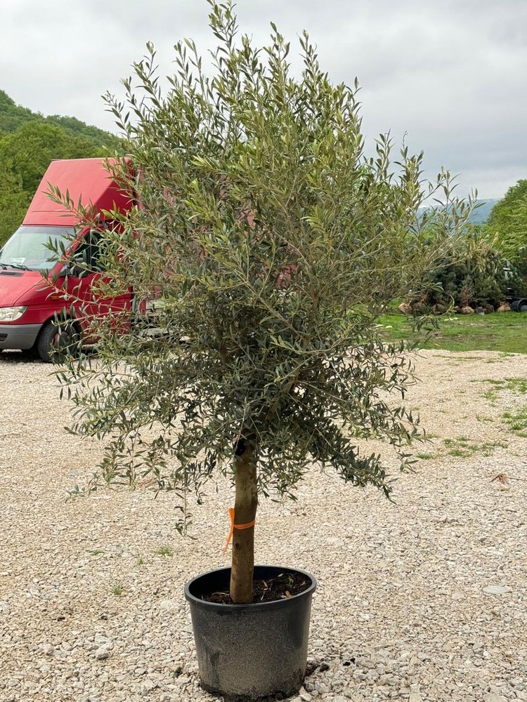 Maslini 1200 lei 2-2,5 m