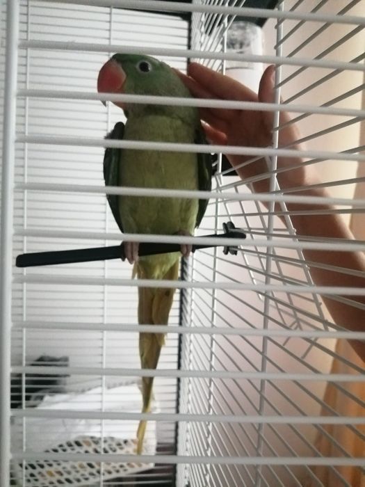 Marele Alexandru blânzi