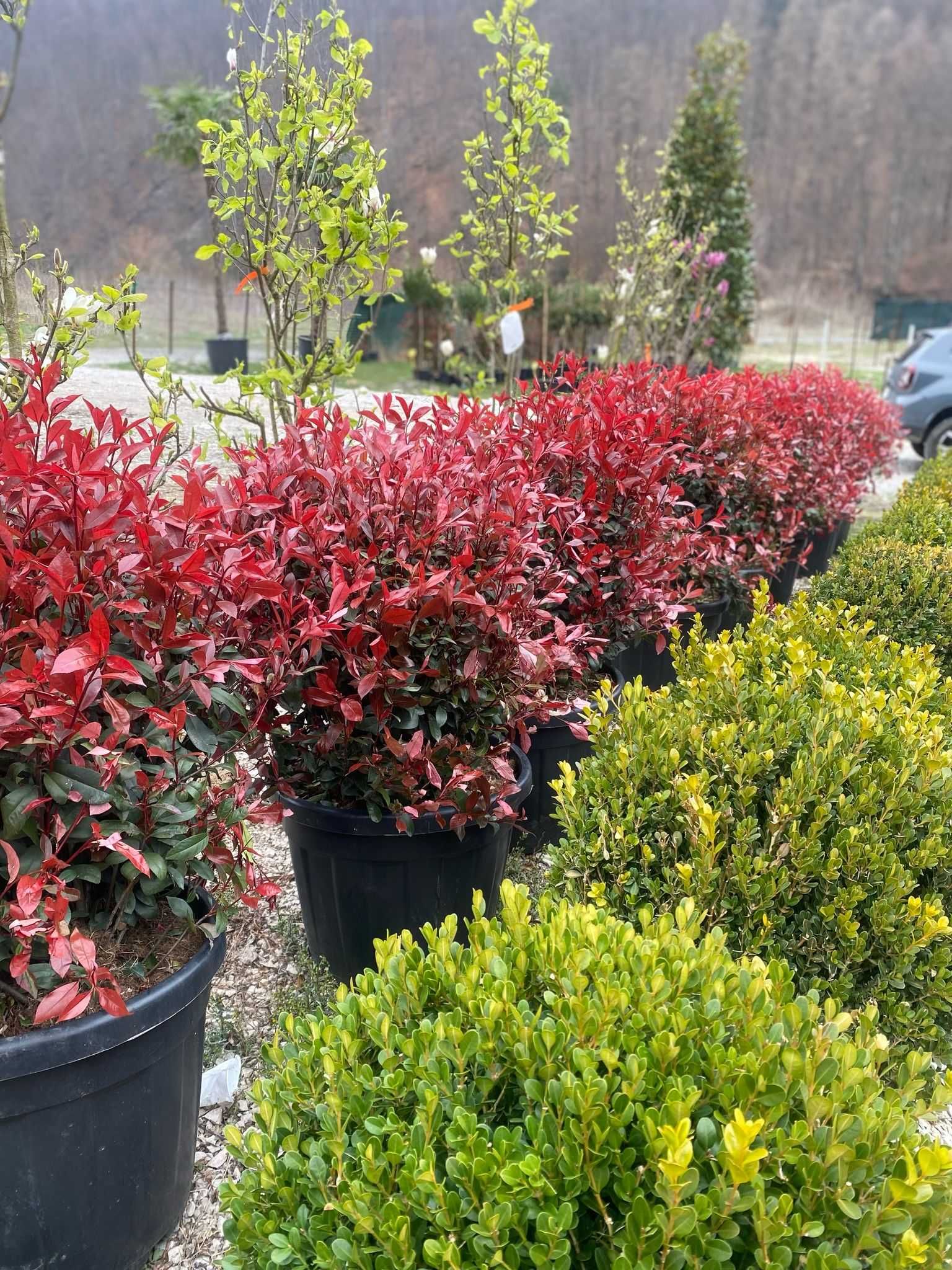 Transformă-ți Curtea cu Plante Ornamentale de Calitate