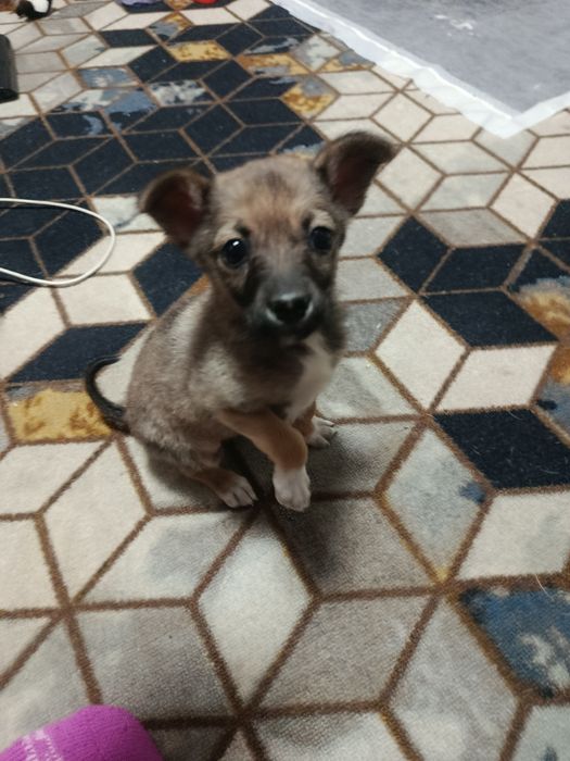 Отдам в хорошие руки девочек Тойчиков