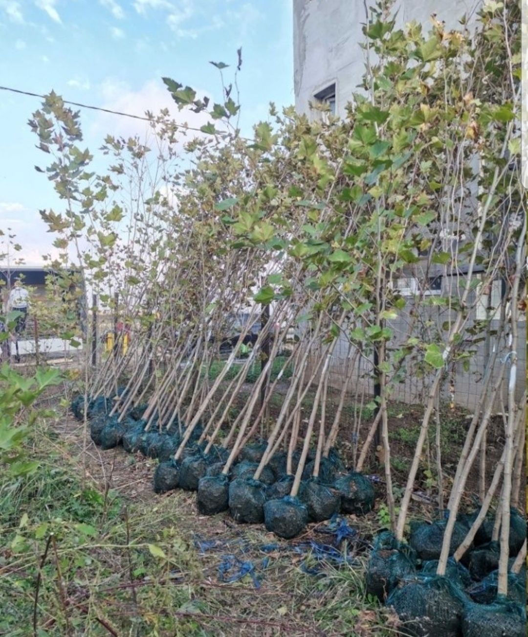 Mesteacăn coaja alba/ tei/ platani, stejar/ arata, etc