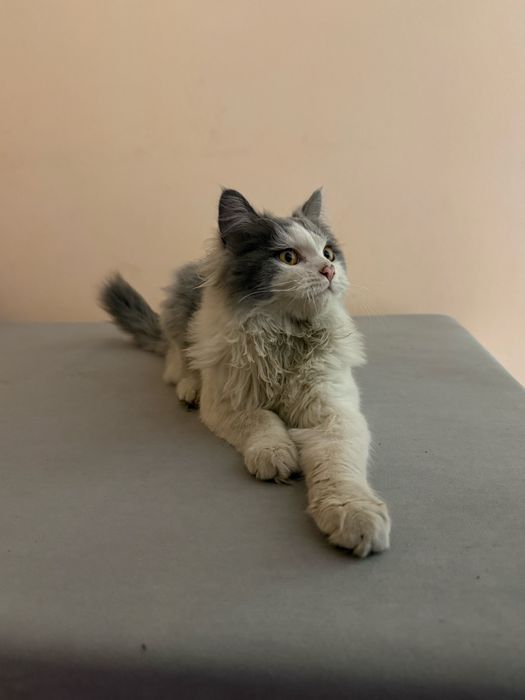 Кошка с гарантией