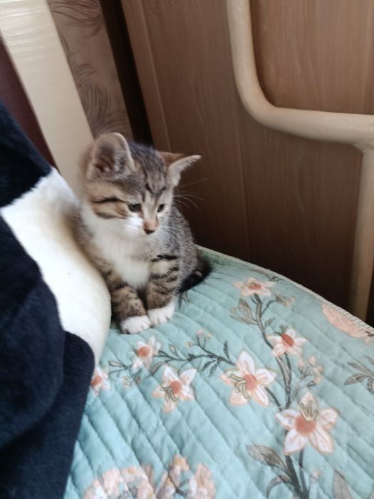 Котята в добрые, ответственные руки