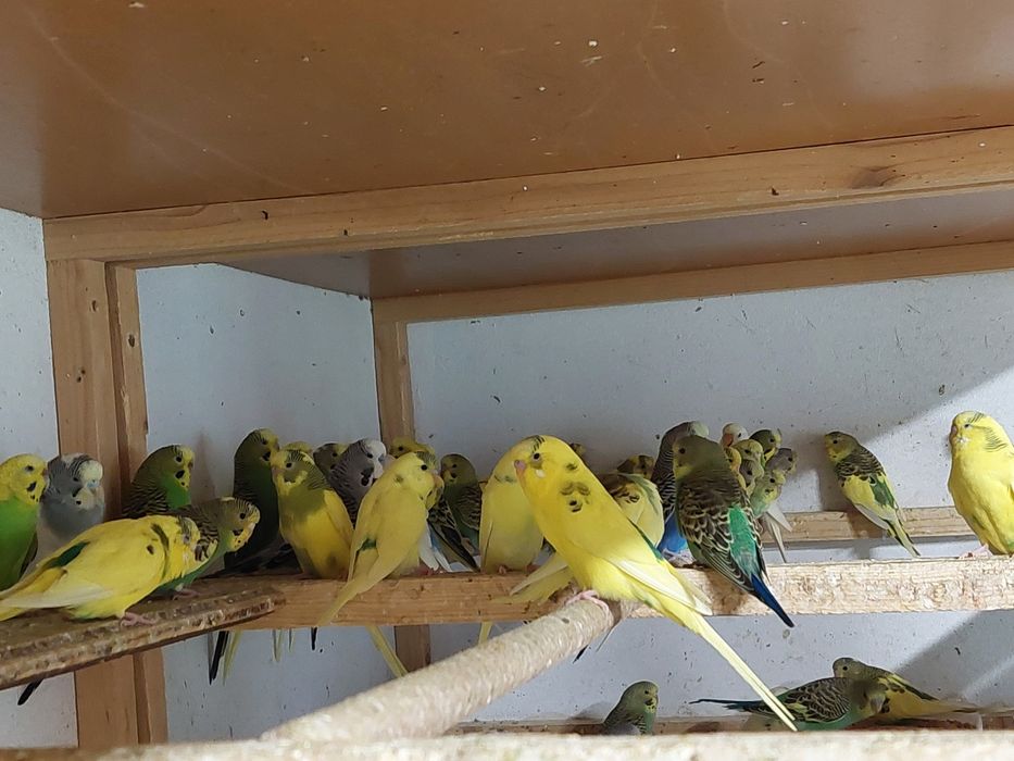 Prepelițe și  papagali peruși