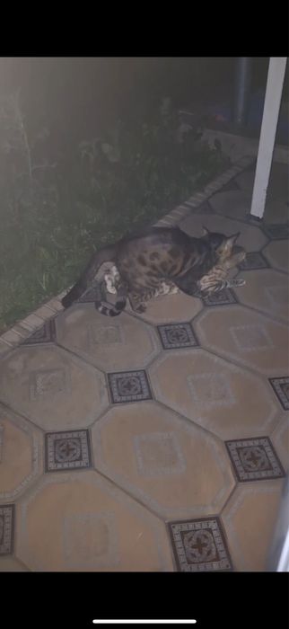 Бенгал мушукчалар тоза зотли