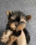 Yorkshire terrier talie mica