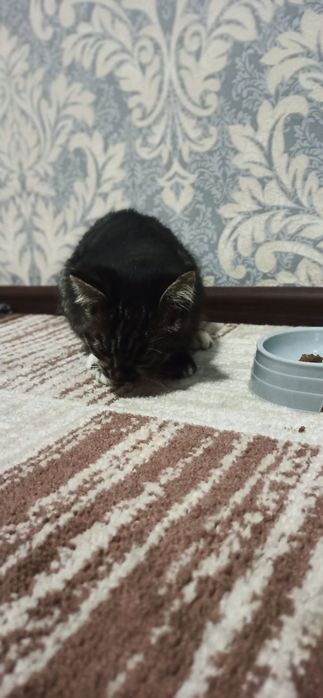 Продаётся котёнок , Мушукча сотилади