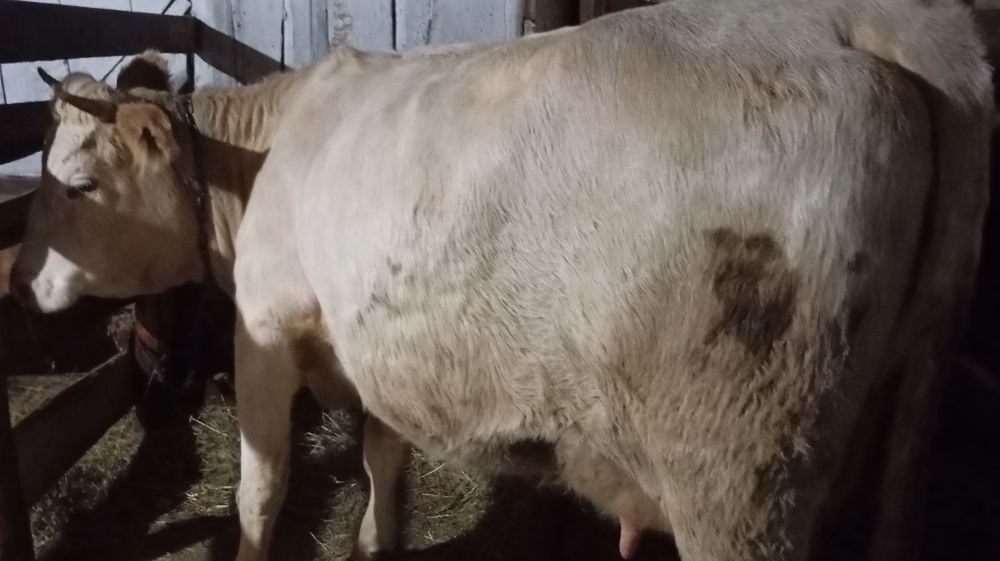 Vând vacă cu vițel