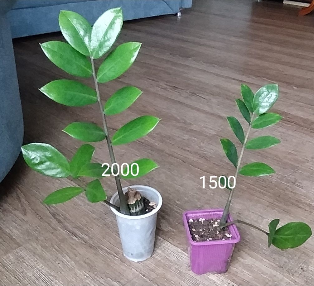 Комнатные цветы разные